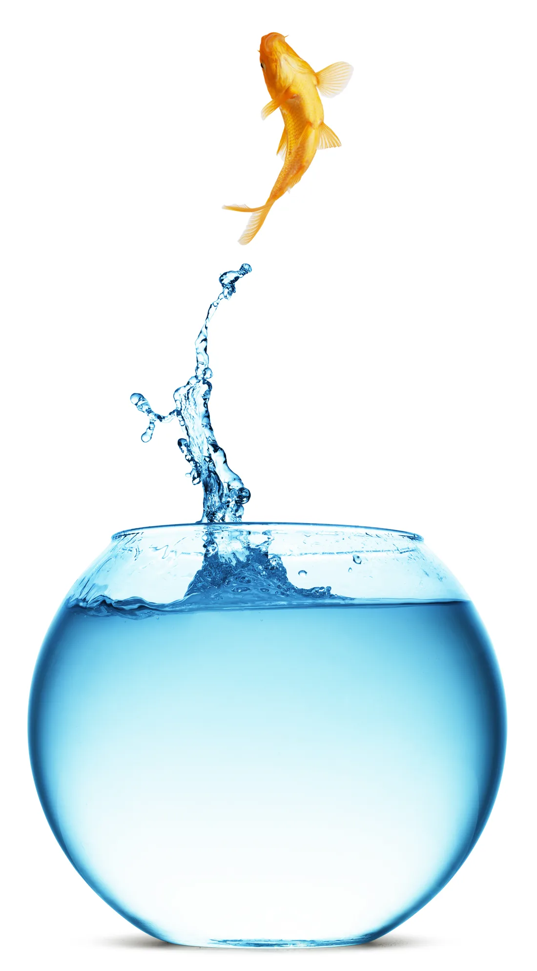 Un pez naranja saltando fuera de una pecera de agua