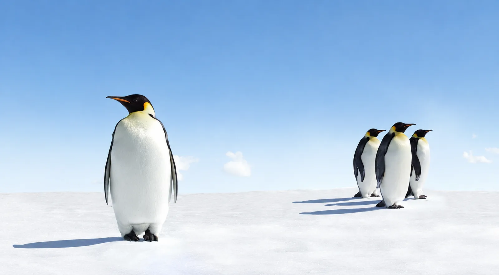 Un pingüino separado del grupo, mirando en otra dirección
